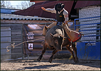 RBR - Russian Bull Riding ковбои, быки, буллрайдинг