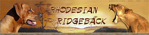 родезийский риджбек - Фиеста -  - rhodesian ridgeback - Fiesta
