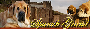 Испанский мастиф - Spanish Grand, Spanish mastiff - щенки мастиффа