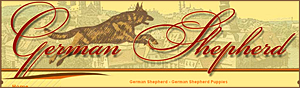 German Shepherd - German Shepherd Puppies