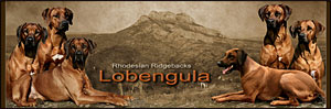 Родезийский риджбек - питомник Лобенгула
